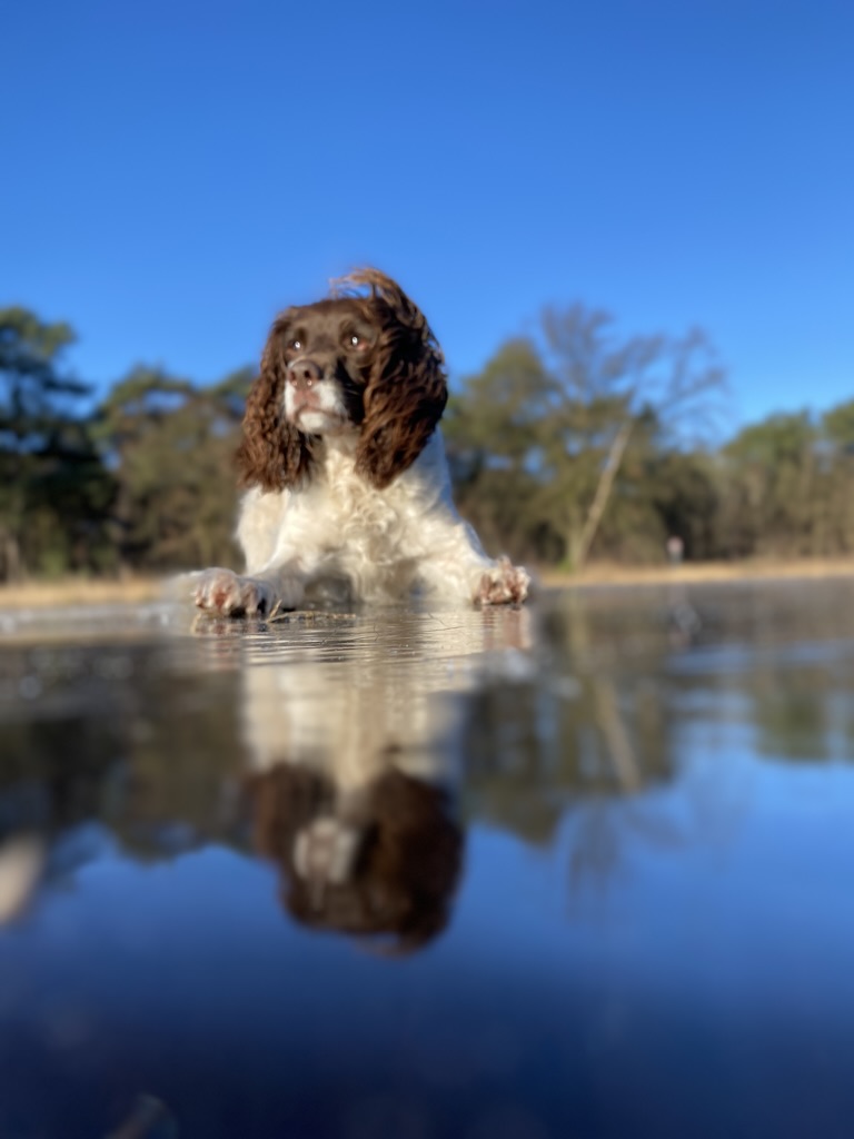 Charlotte the Pooch, a springer spaniel, reflected in still water
